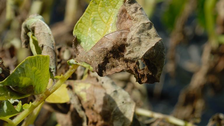 1024_x_576_blighted_leaves_2.jpg