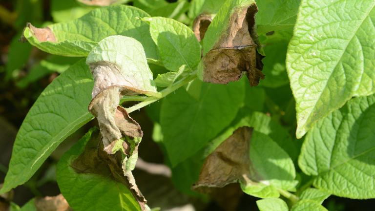 1024_x_576_initial_infection_of_late_blight.jpg