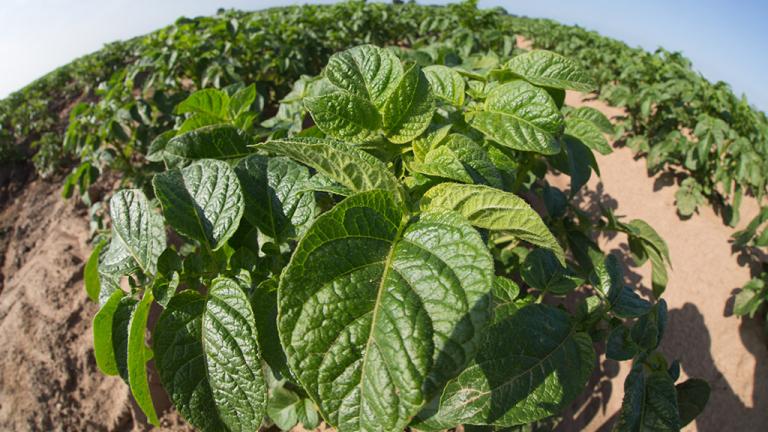 1024_x_576_revus_season_long_protection_of_clean_potato_leaves.jpg