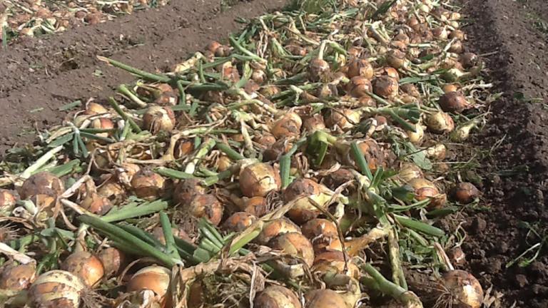 Onions harvest