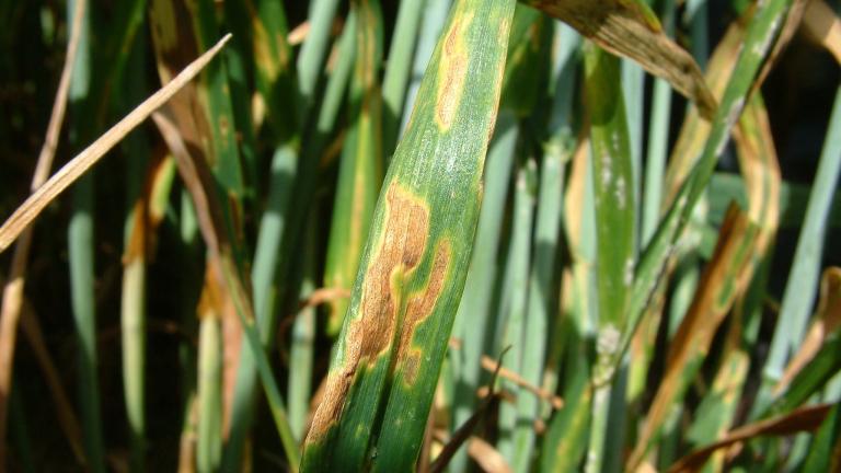 Septoria on wheat 