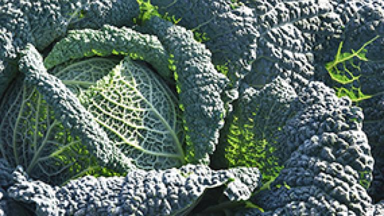 Cabbage leaves