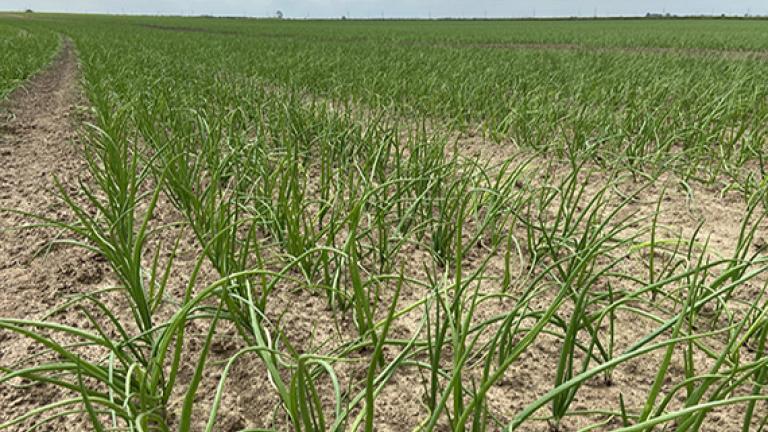 Onion field five true leaf
