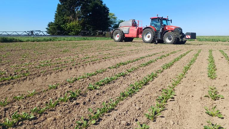 Sugar beet establishment in dry seasonal conditions