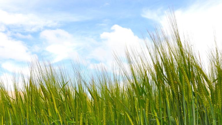 Spring barley