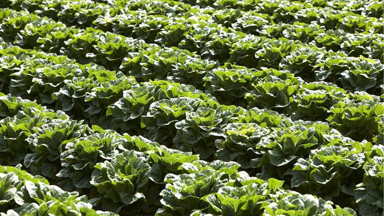 Lettuce field