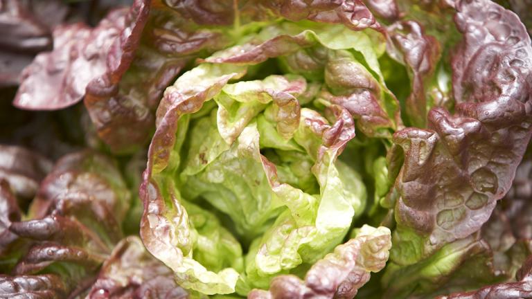 Lettuce close up