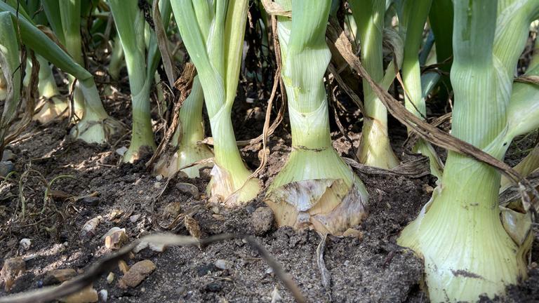 Onion bulbs in the field