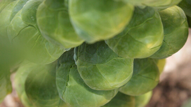Banner - Brassica Disease Technical Update