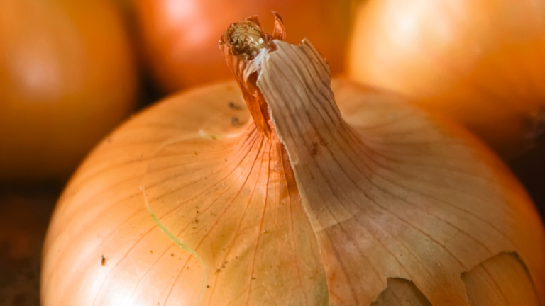 Banner - Orondis Plus Alliums Technical Update