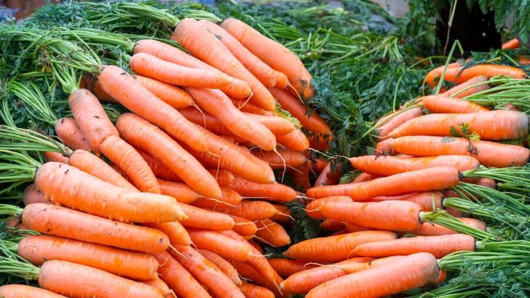 Carrot