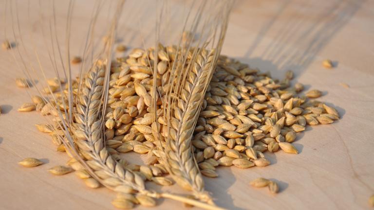 Malting barley