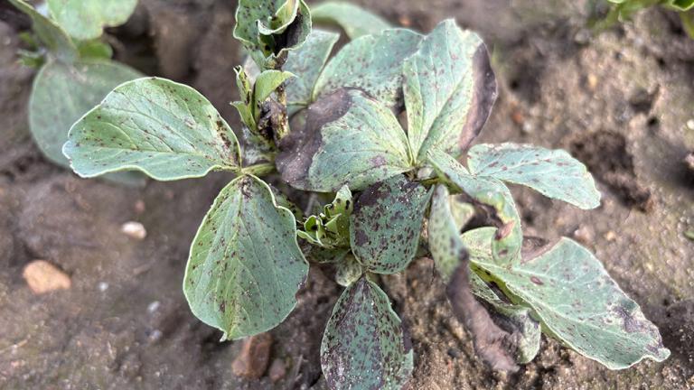 1024_x_576_chocolate_spot_on_beans_-_severe_feb_2026.jpg