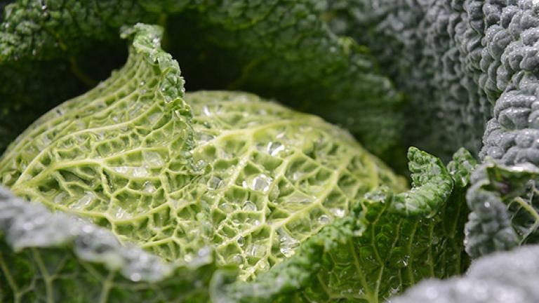 Savoy cabbage trial in field