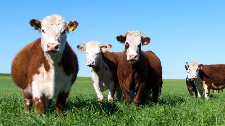 Cows