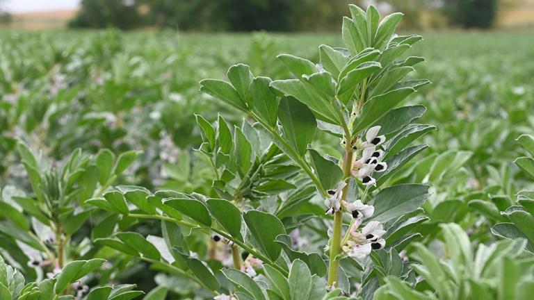 1024_x_576_bean_crop_in_flower_pre_pod.jpg