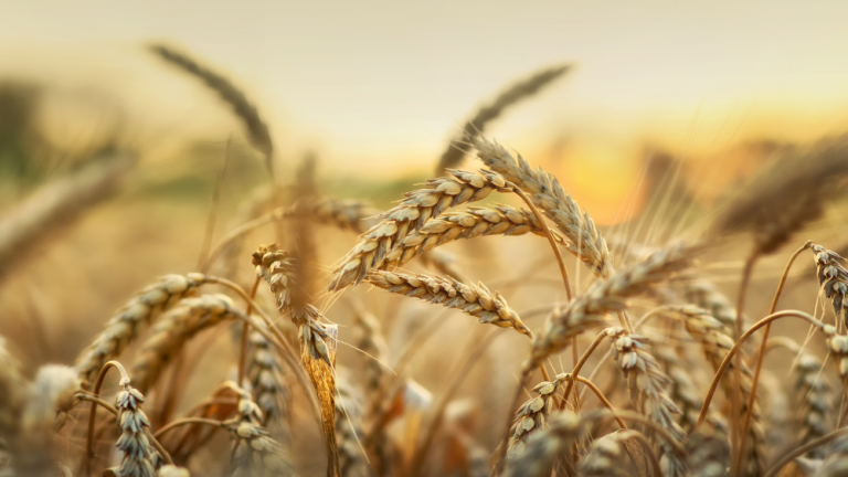 Elatus Era wheat