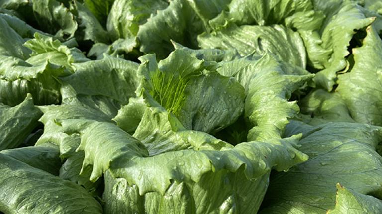Lettuce