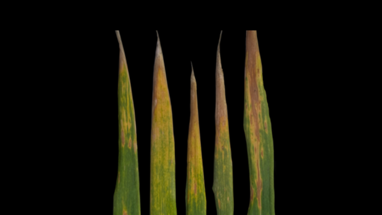 Miravis leaf