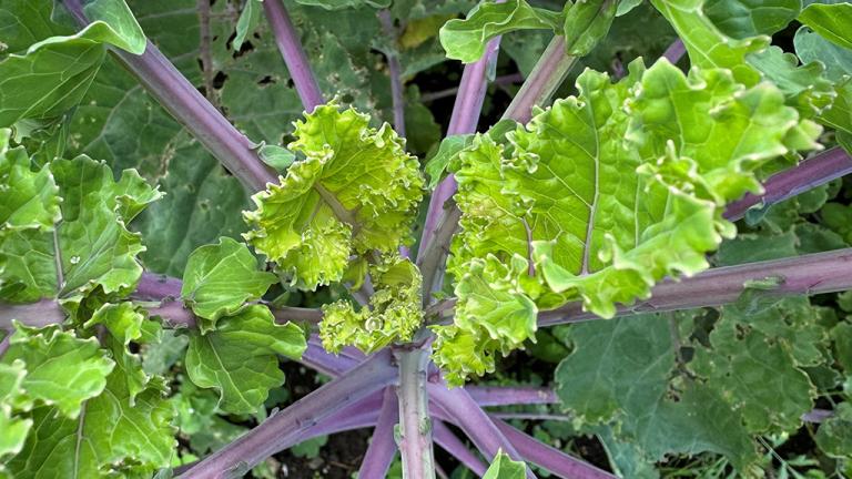 Brussels sprouts new 