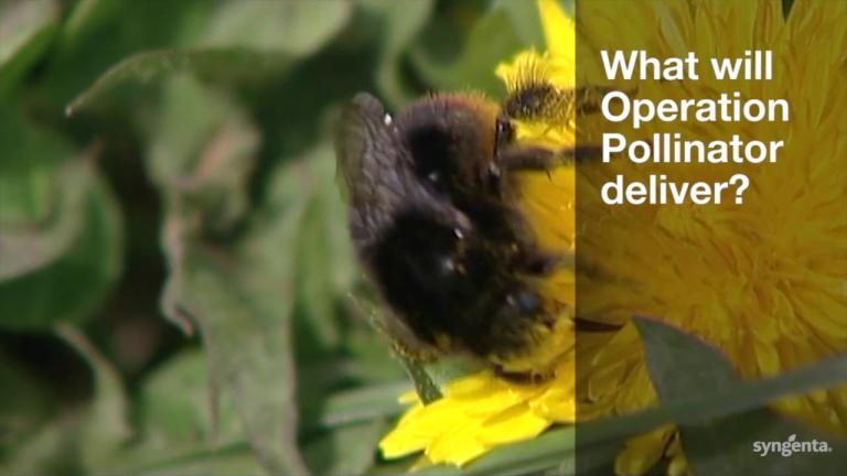 Operation Pollinator