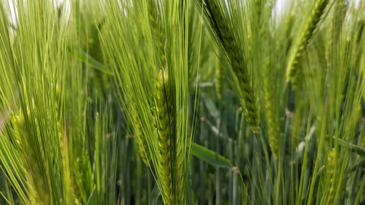 A trio of Syngenta barley varieties added to the new AHDB Recommended ...