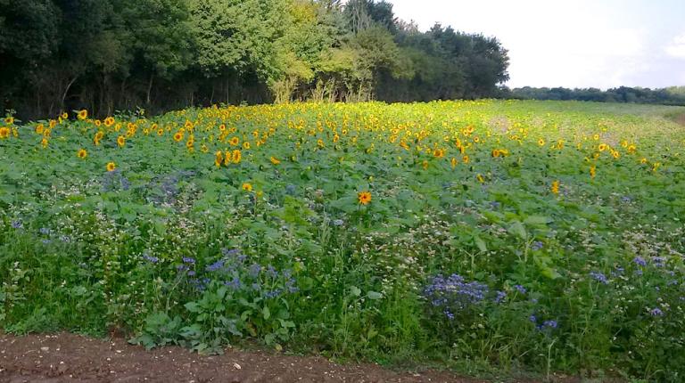 Bees 'n' Seeds