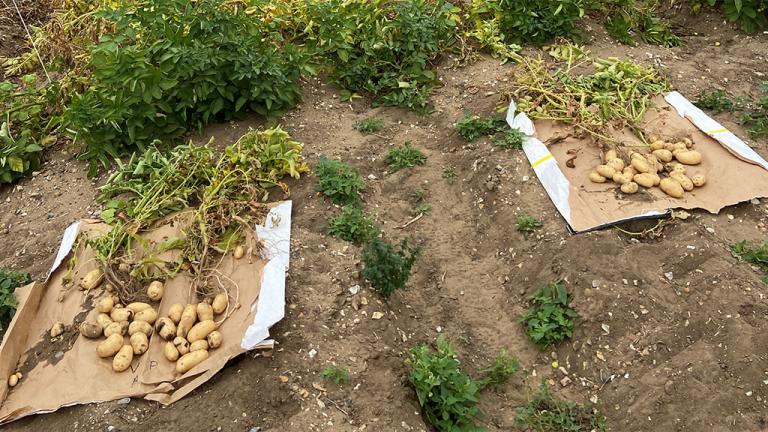 1024 x 576 Spring trial harvested tubers.jpg