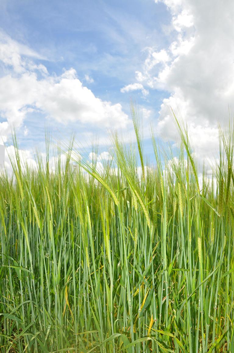 Spring barley (2)
