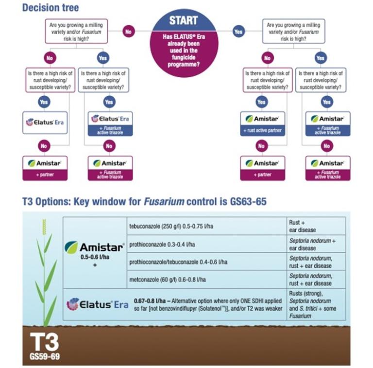 Decision tree for Elatus Era and Amistar at T3