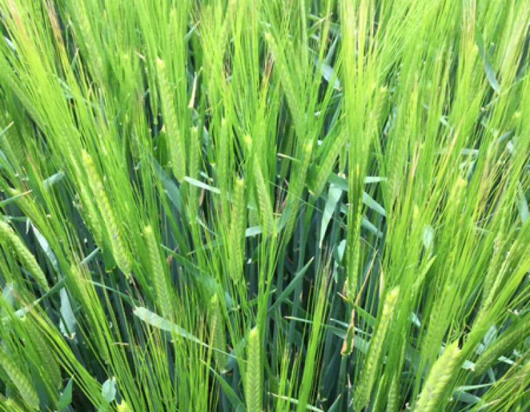 Electrum_Winter_Barley