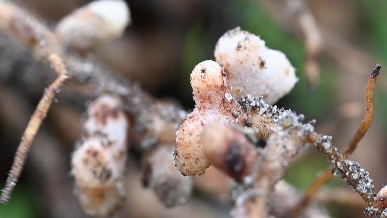 1024_x_576_n_nodules_on_bean_roots_5.jpg