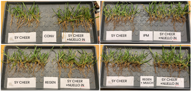Rooting and establishment of winter wheat variety SY cheer with nuello in seed treatment