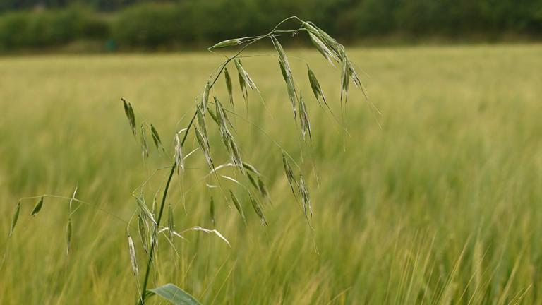 1024_x_576_wild_oat_in_spring_barley.jpg