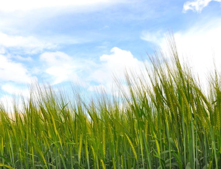 Spring barley