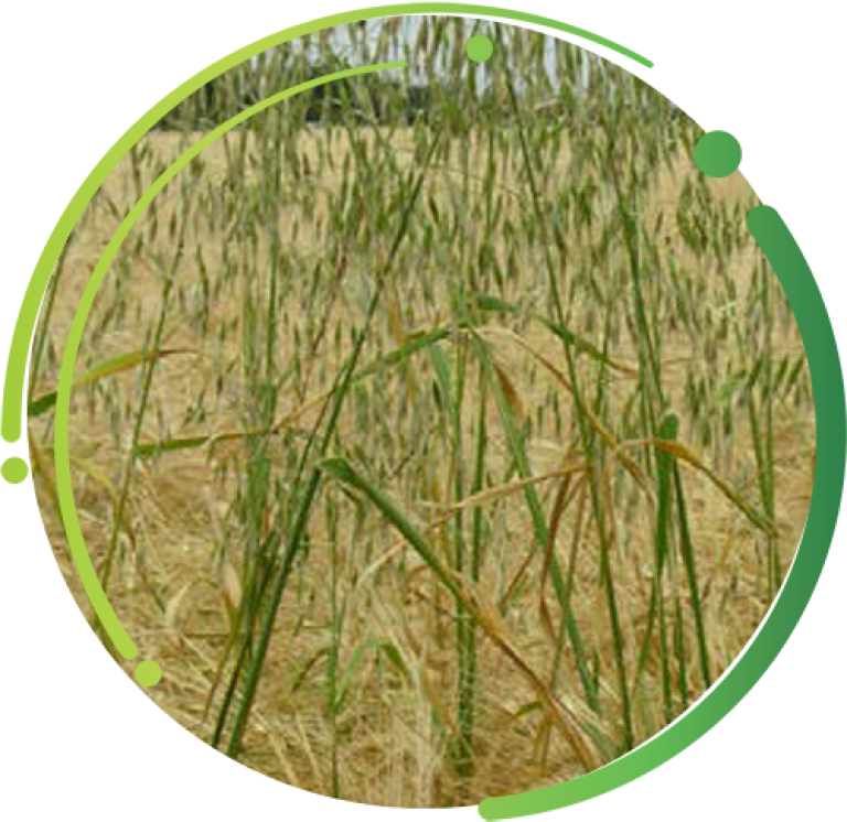 Wild Oat