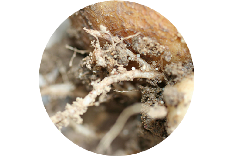 PCN cysts on potato roots