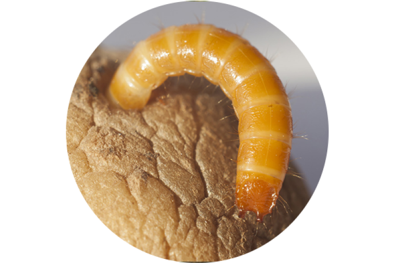 Wireworm
