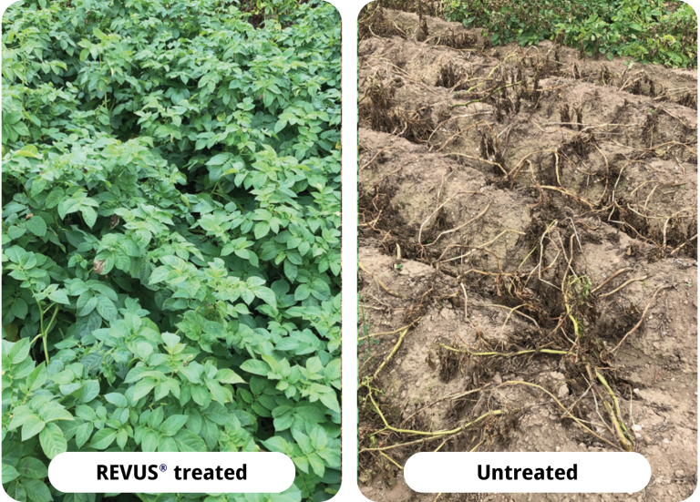Revus treated vs untreated