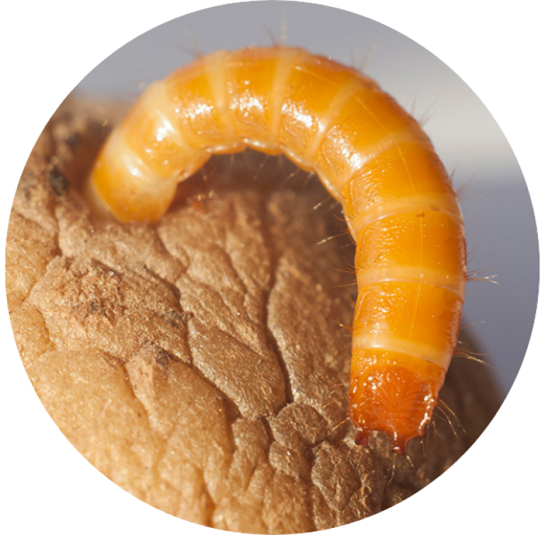 Wireworm