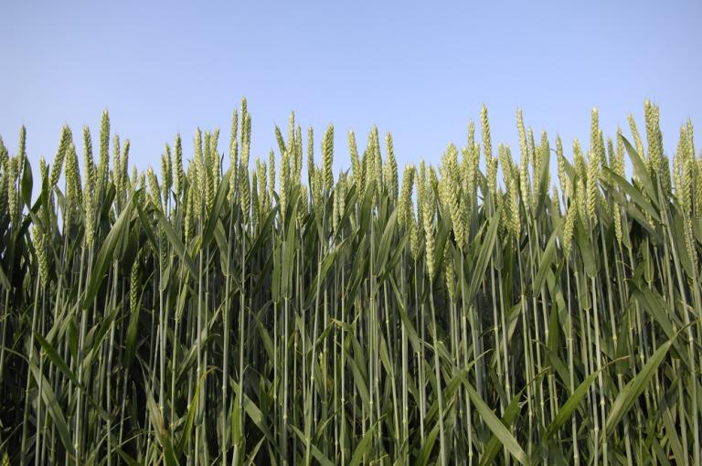 The longer the crop can be kept clean of disease from a T1 application, the better the yield protection, says Joe