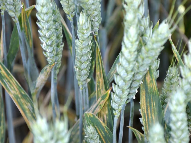 The last thing you want with yellow rust is for it to reach the flag leaves, says Joe Bagshaw