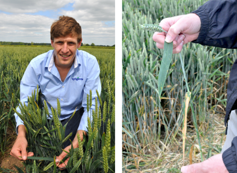 The aim of the T1 fungicide is to hold back the spread of disease up the crop, says Joe Bagshaw