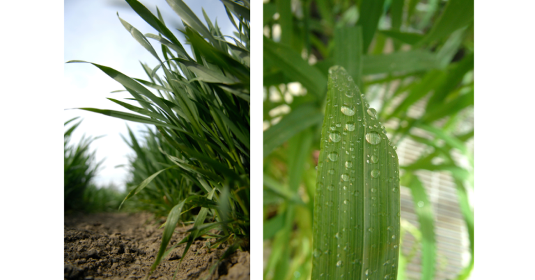 Timely spraying can be aided by nozzle choice, says Joe