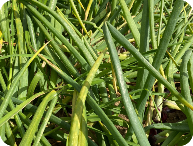 ORONDIS Vip onion trials 2023