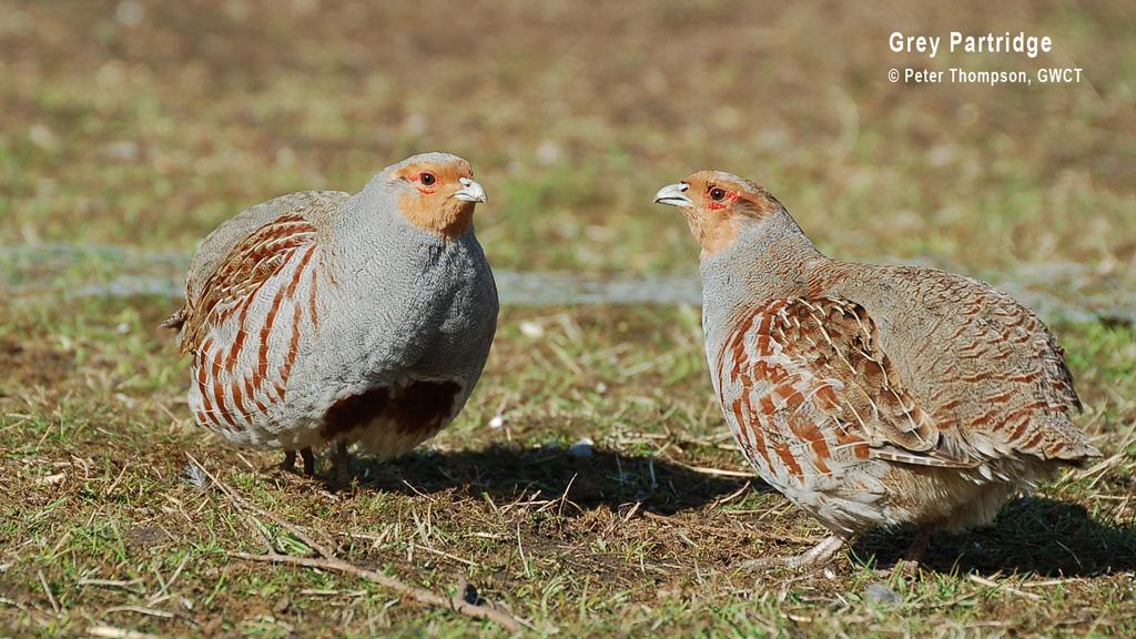Grey Partridge - GWCT