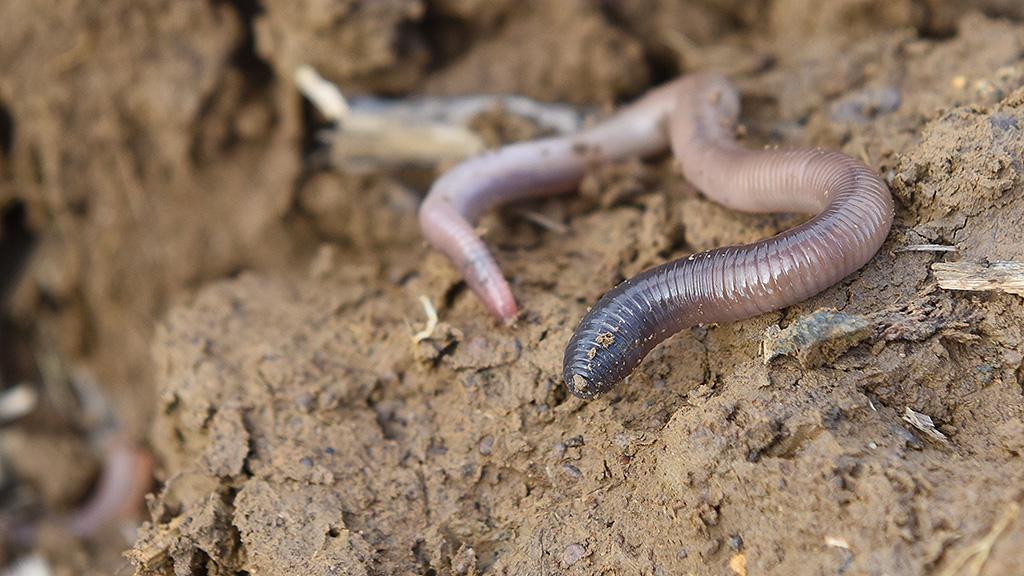 Earthworm