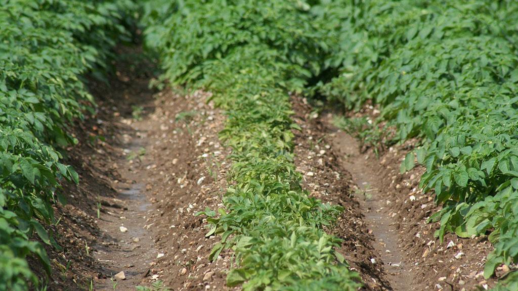 1024 x 576 PCN effect in untreated row compared to Nemathorin.jpg
