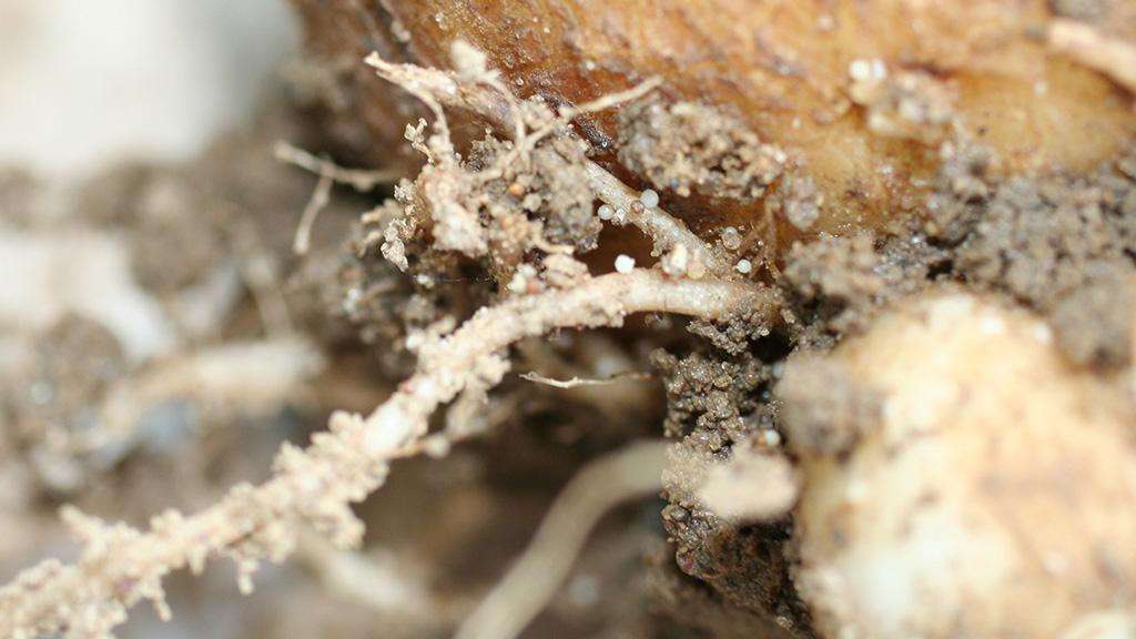 1024 x 576 PCN on roots.jpg