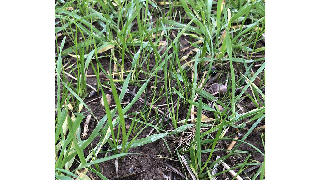 1024 x 576 Overwintered ryegrass in winter barley.jpg